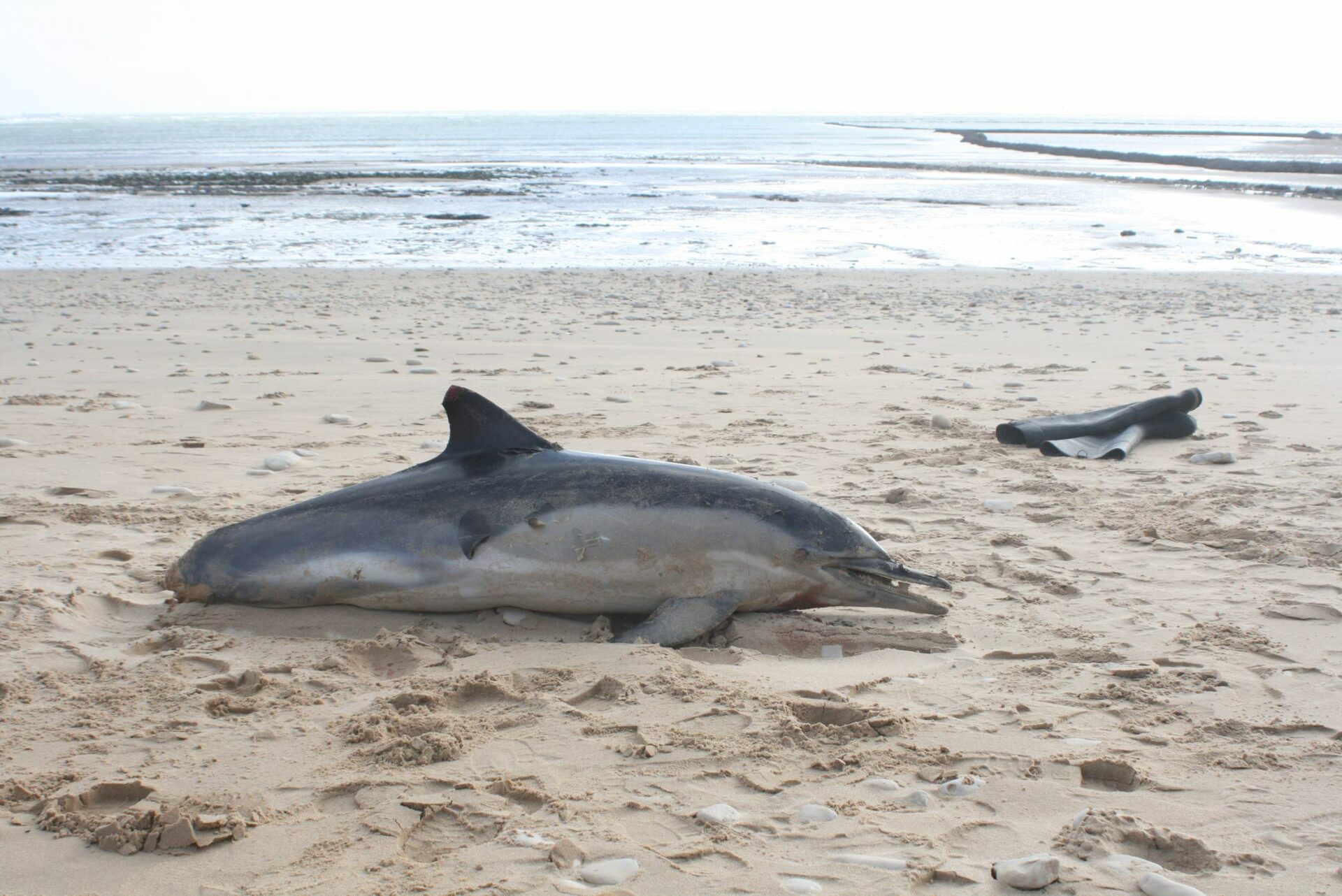 NGOs to hand over 461,000 petition signatures to end incidental catch of dolphins in EU waters
