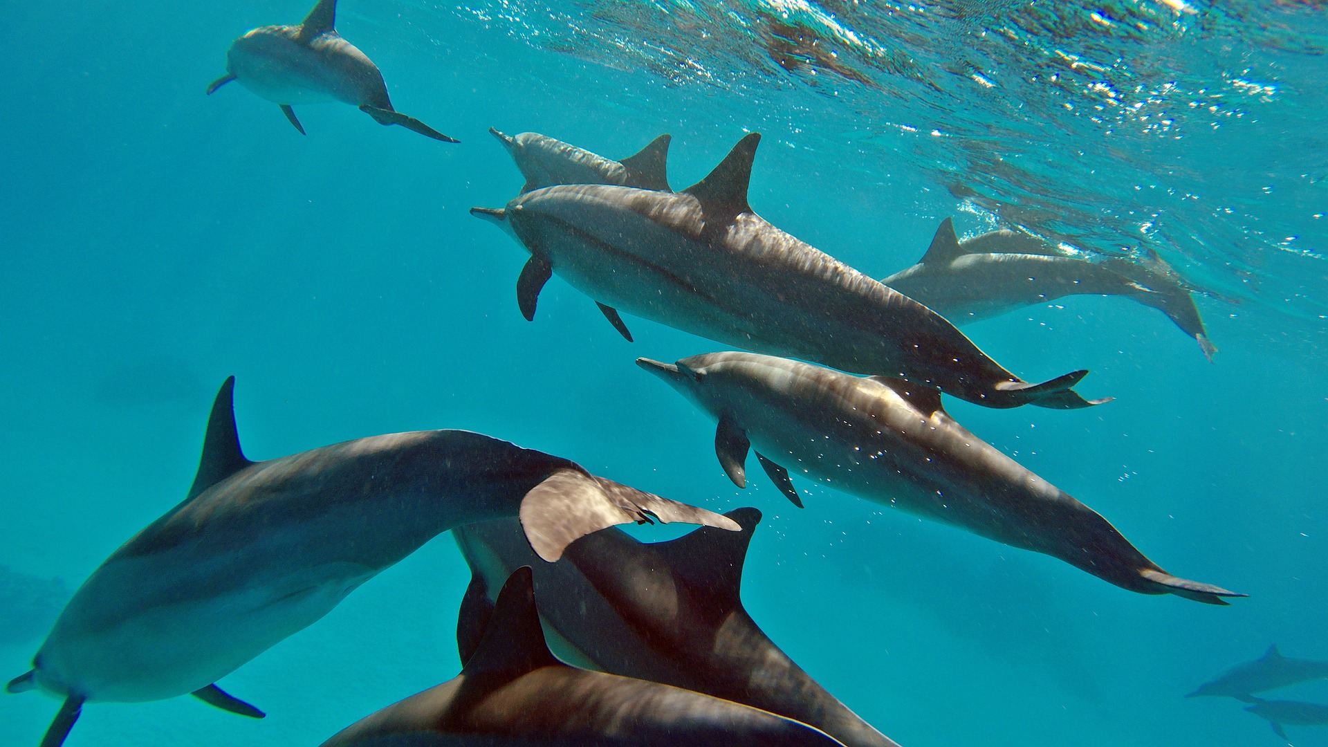 Common dolphins