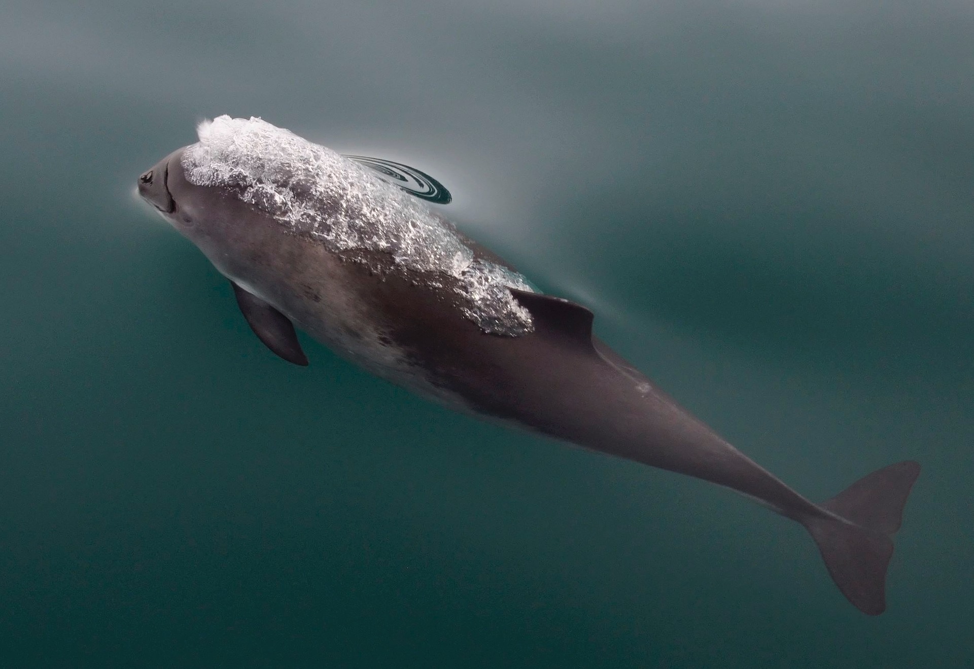 Harbour porpoise