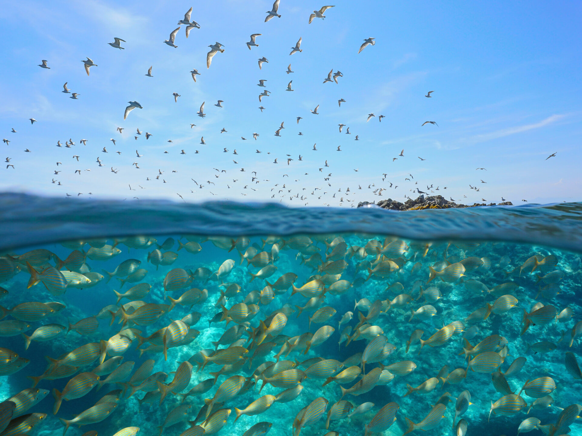 About - Seas At Risk