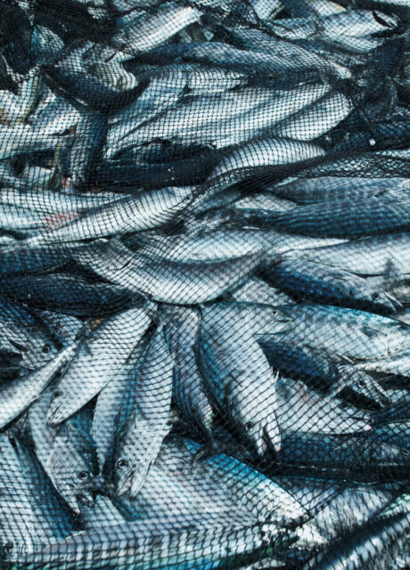 Pile of caught fish splayed on a boat's deck.