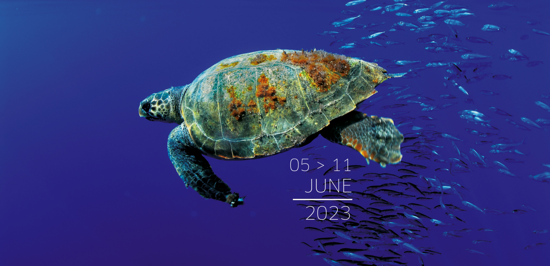 Sea turtle swims along a school of fish. Text: 5 > 11 June 2023.