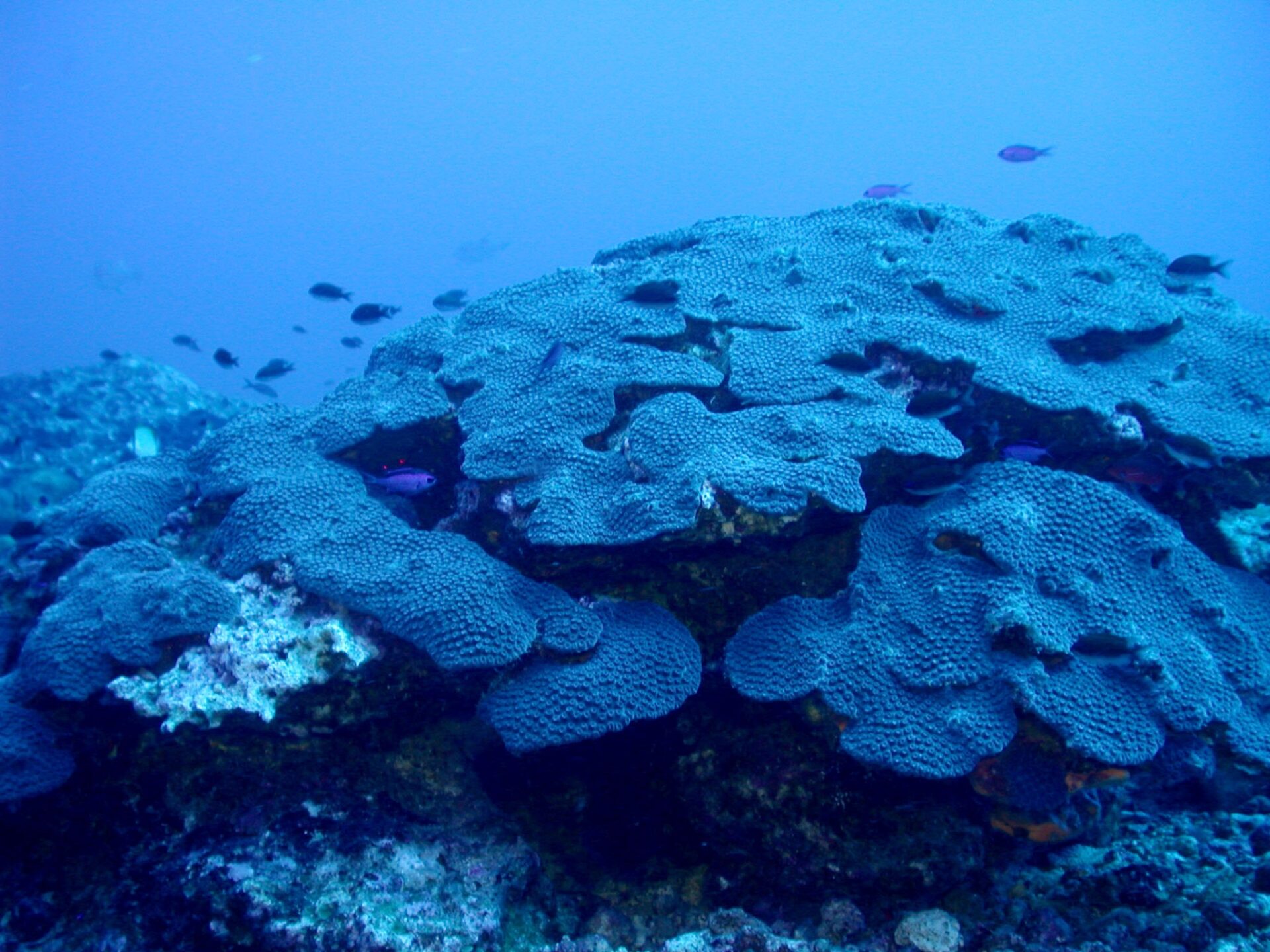 Europe’s role in deep-sea mining unveiled in new report - Seas At Risk