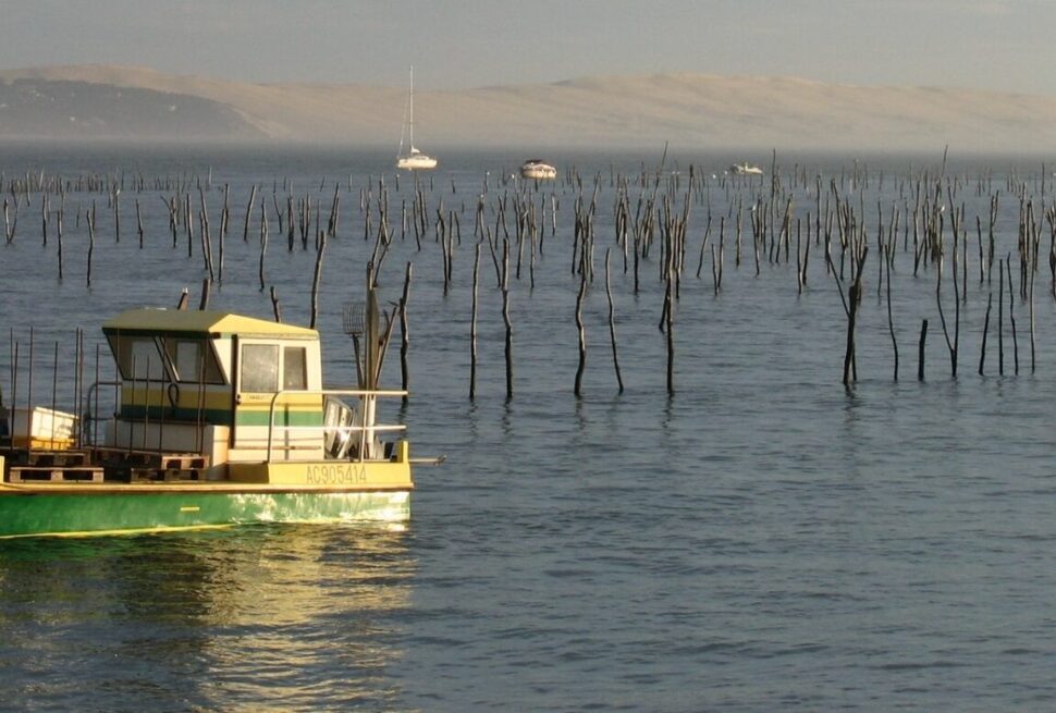 Mackerel: today’s mismanagement, tomorrow’s collapse? - Seas At Risk